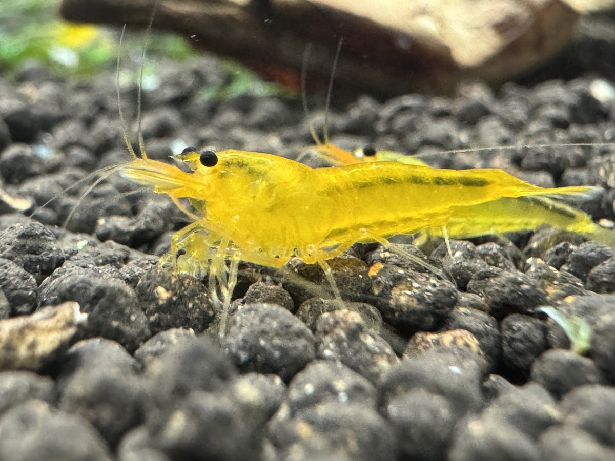 Caridina Yellow King Kong Garnele aus deutscher Nachzucht, Seitenansicht – Garnelen-Pott.de Essen