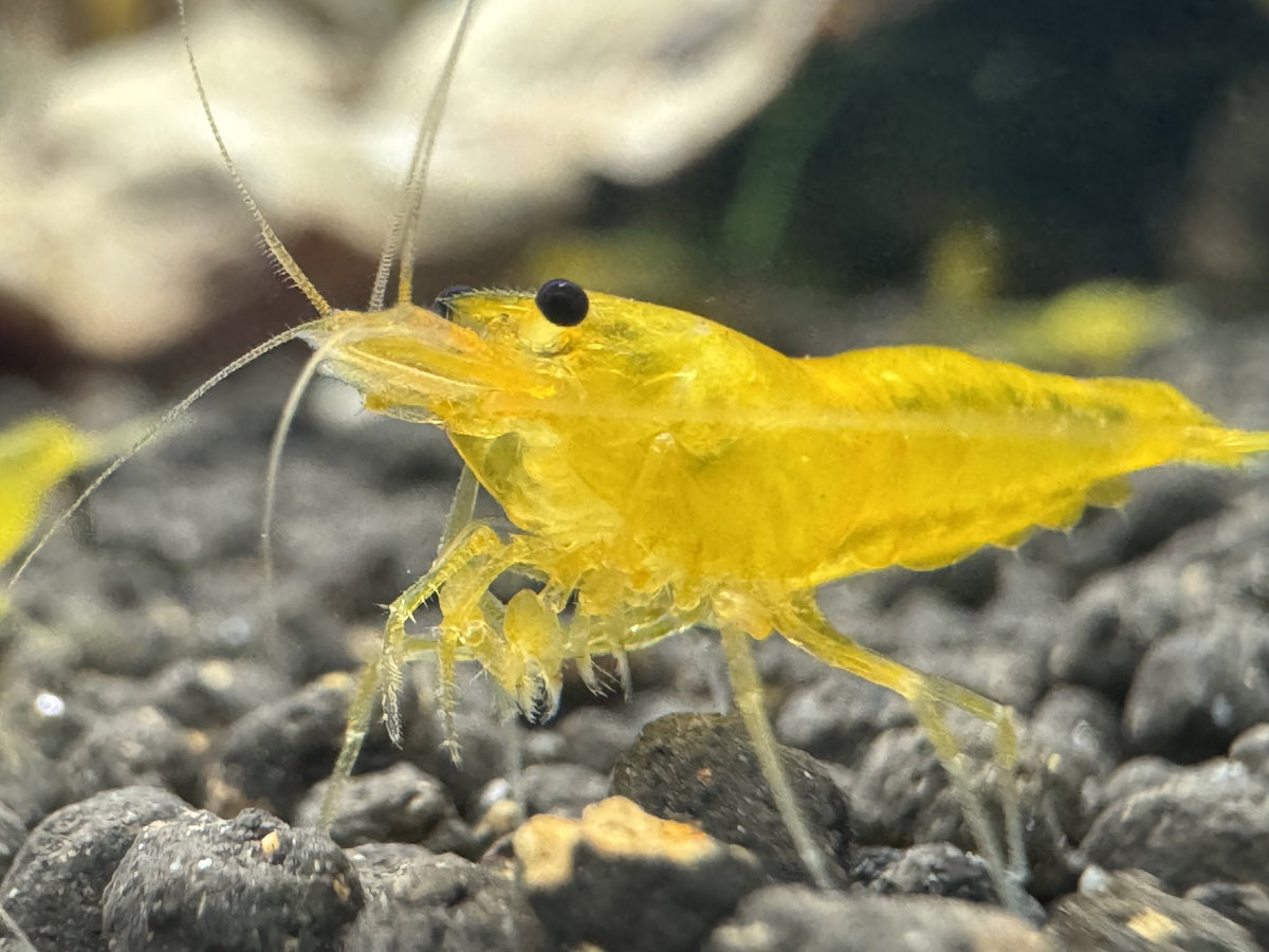 Caridina Yellow King Kong Garnele aus deutscher Nachzucht, Nahaufnahme – Garnelen-Pott.de Essen