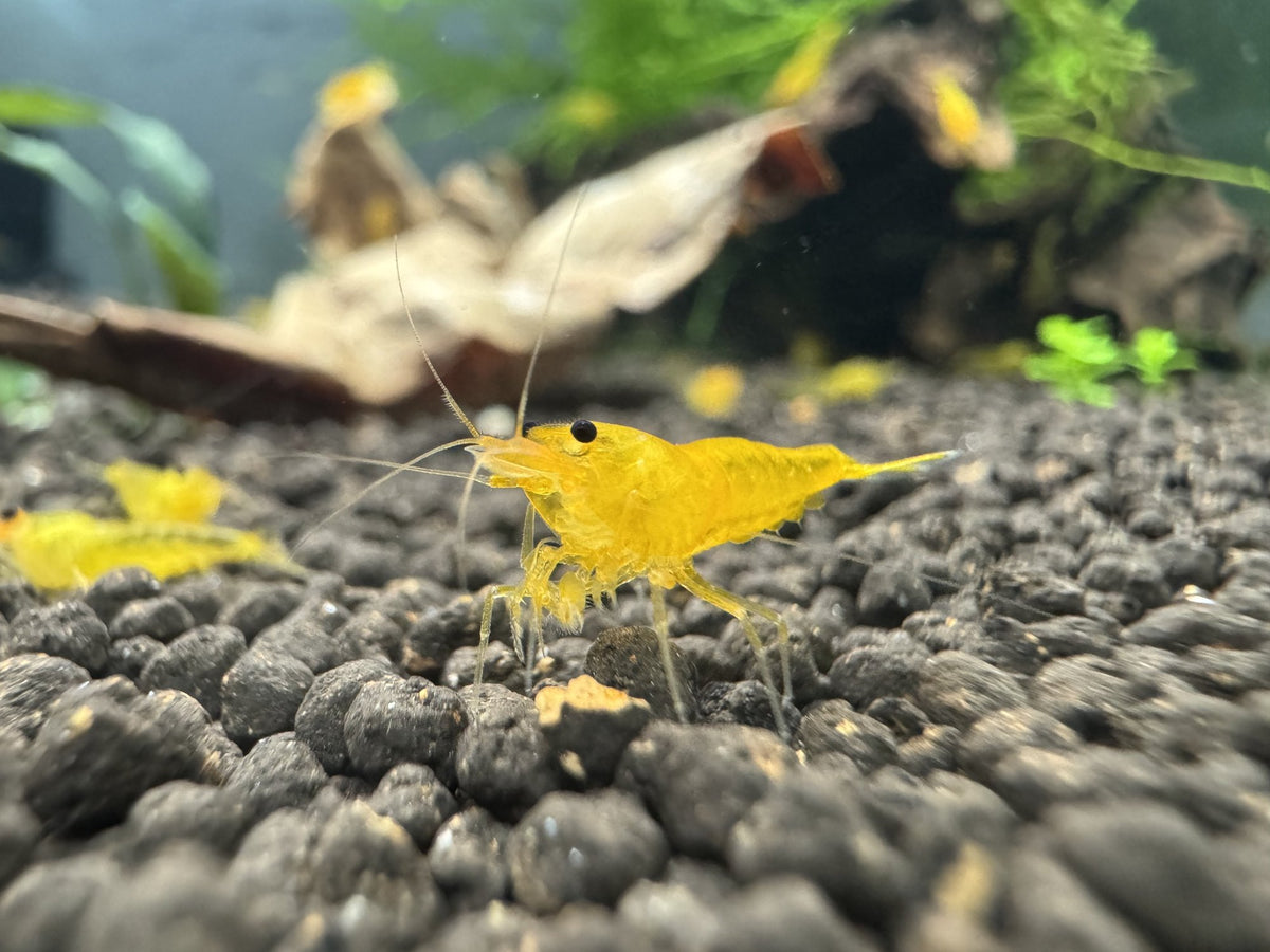 Caridina Yellow King Kong Garnelen aus deutscher Nachzucht im bepflanzten Becken – Garnelen-Pott.de Essen