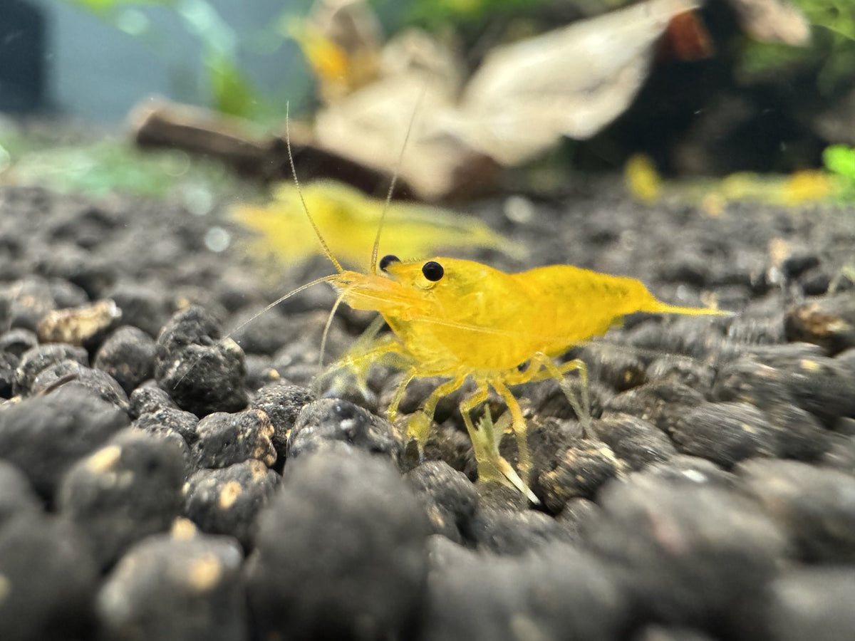 Caridina Yellow King Kong Garnele aus deutscher Nachzucht, Ansicht von vorn – Garnelen-Pott.de Essen
