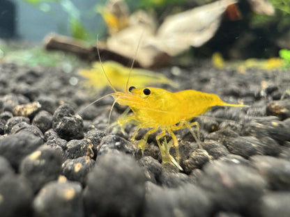 Caridina Yellow King Kong Garnele aus deutscher Nachzucht, Ansicht von vorn – Garnelen-Pott.de Essen