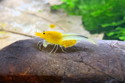 Caridina YKK Skeleton aus deutscher Nachzucht – Garnelen-Pott.de Essen