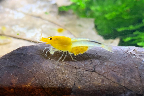 Caridina YKK Skeleton aus deutscher Nachzucht – Garnelen-Pott.de Essen