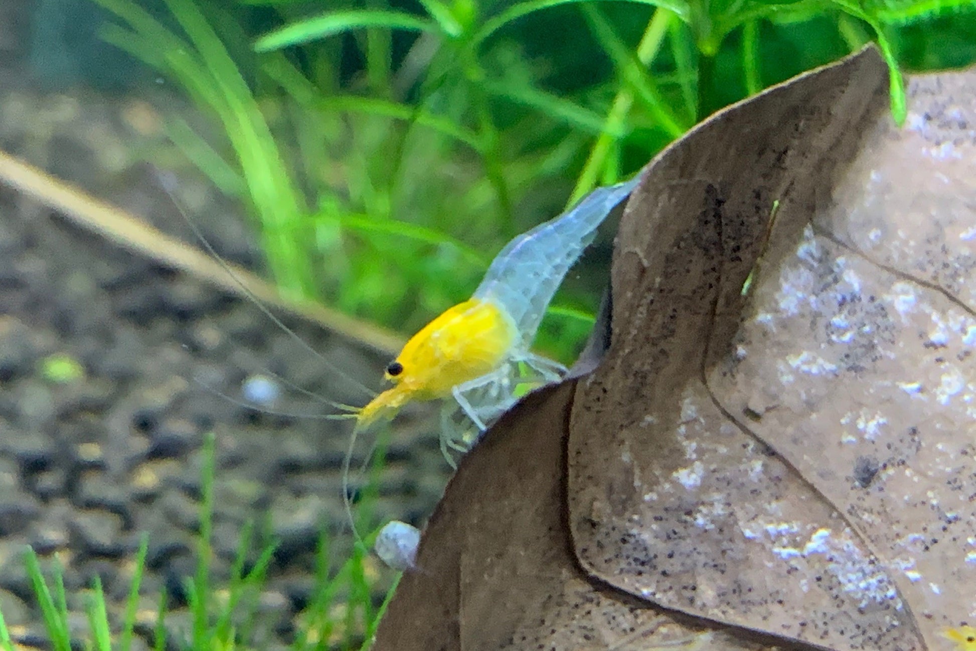 Caridina YKK Skeleton an einem Laubblatt – deutsche Nachzucht von Garnelen-Pott.de Essen