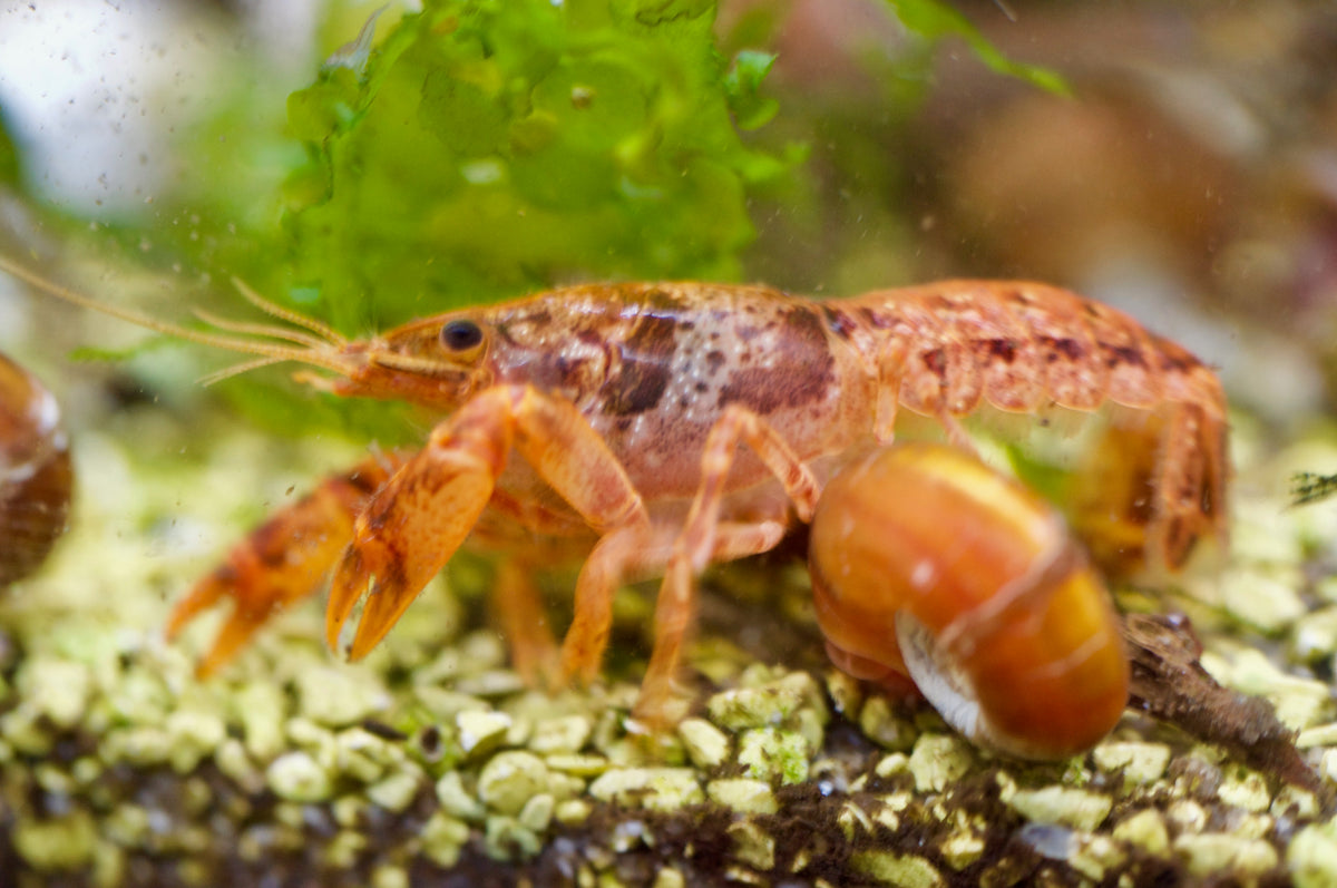 Oranger CPO Zwergflusskrebs im bepflanzten Aquarium – Garnelen-Pott.de Essen