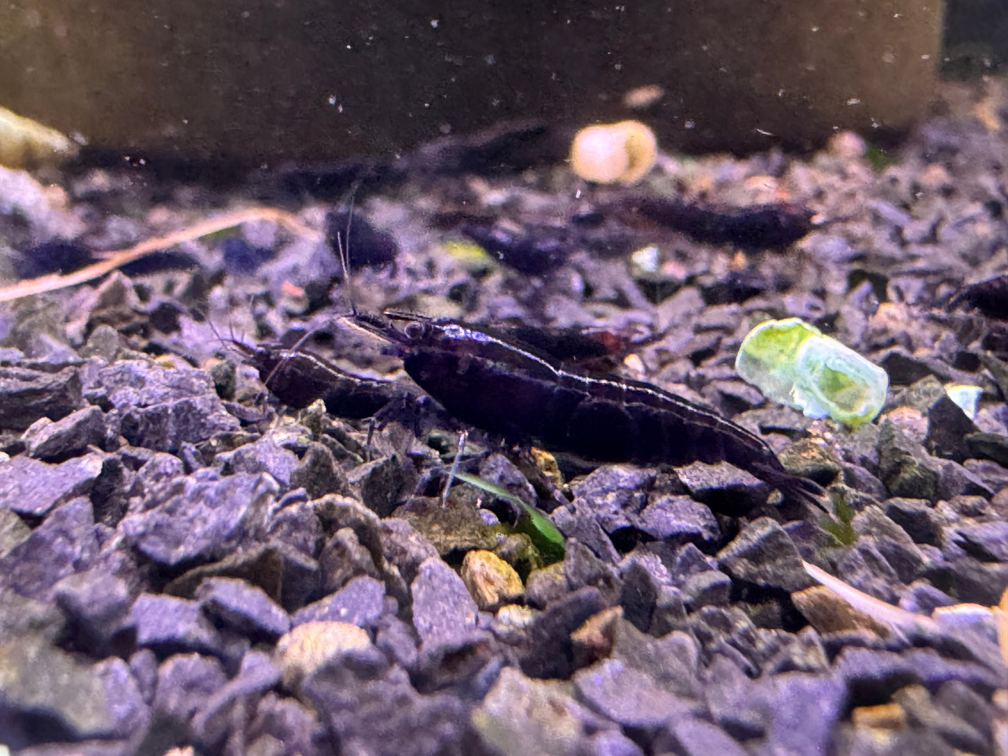 Neocaridina Black Sakura aus deutscher Nachzucht – Garnelen-Pott.de Essen