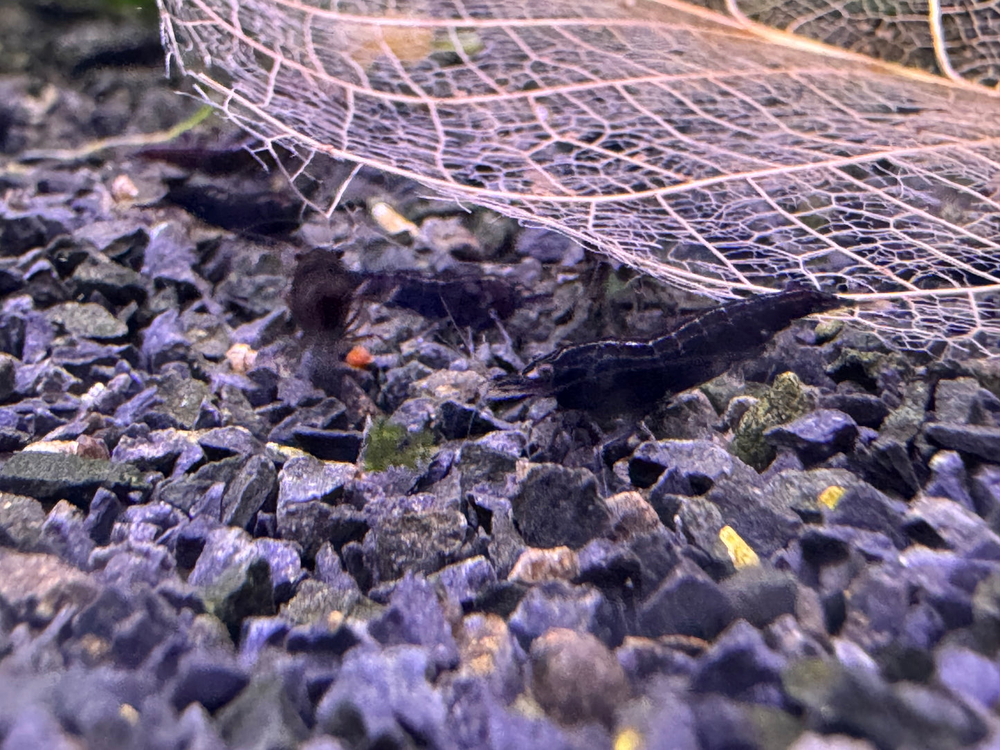 Neocaridina Black Sakura auf dunklem Kies – deutsche Nachzucht von Garnelen-Pott.de Essen