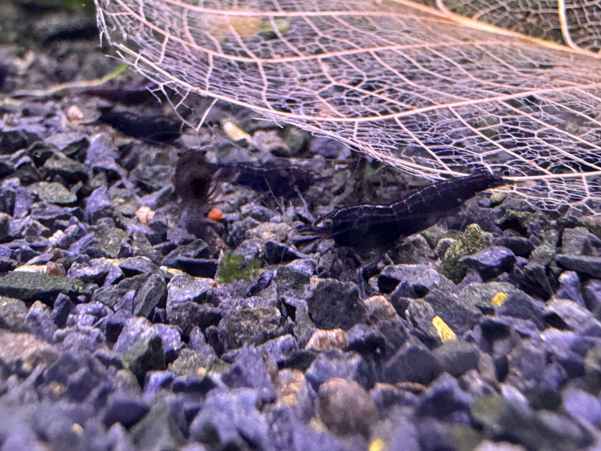 Neocaridina Black Sakura auf dunklem Kies – deutsche Nachzucht von Garnelen-Pott.de Essen