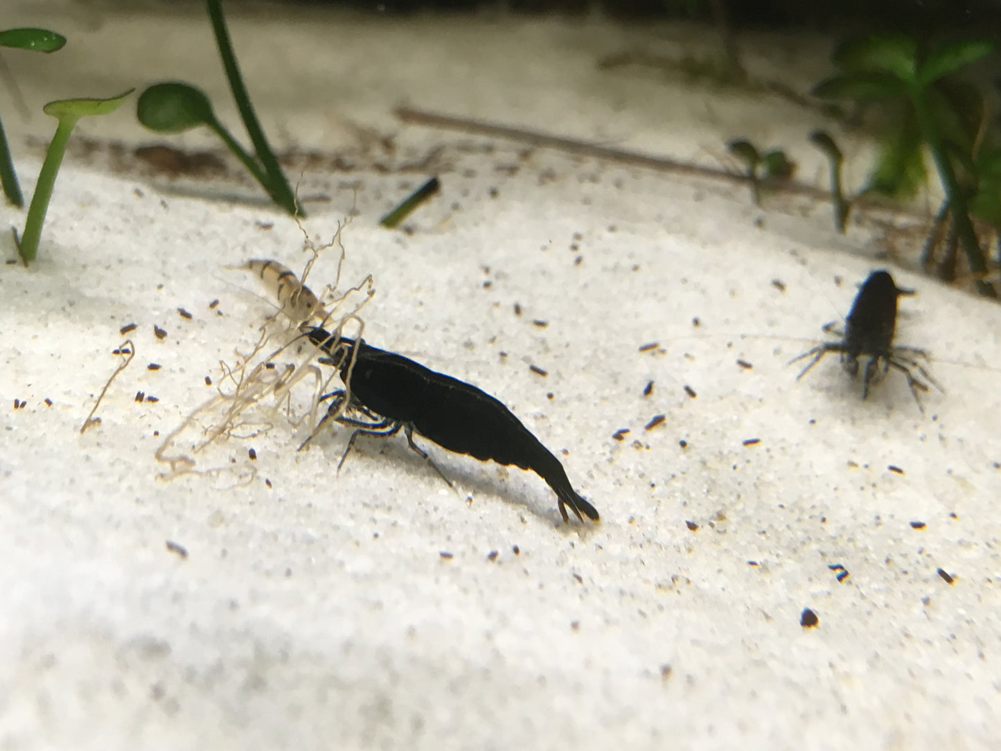 Neocaridina Black Sakura auf hellem Sand – deutsche Nachzucht von Garnelen-Pott.de Essen