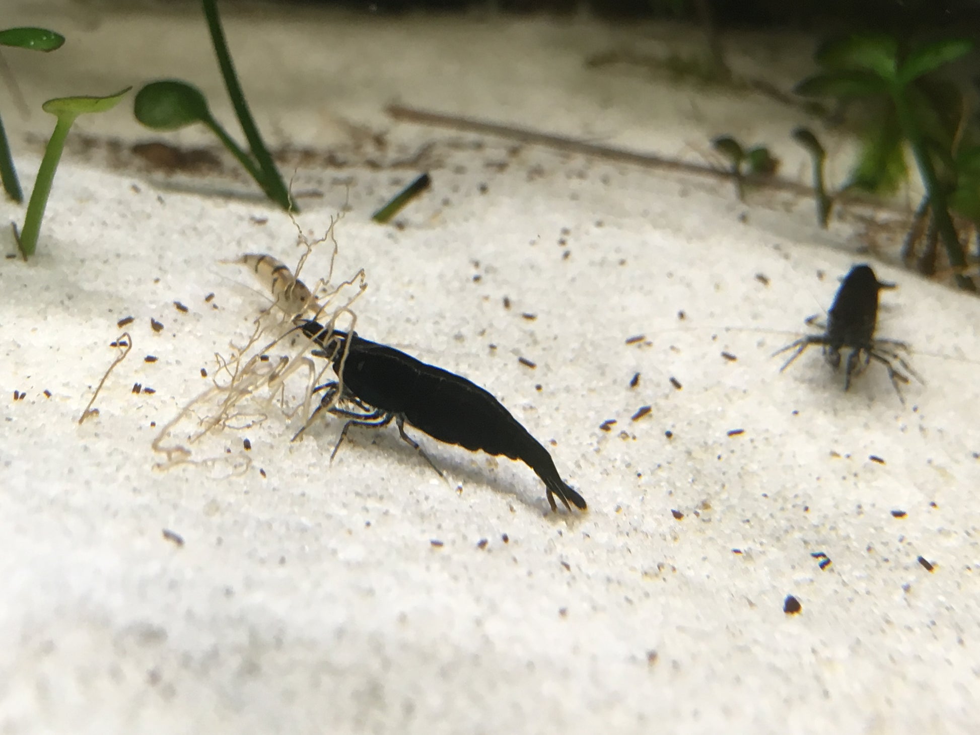 Neocaridina Black Sakura auf hellem Sand – deutsche Nachzucht von Garnelen-Pott.de Essen