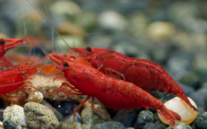 Neocaridina Bloody Mary High Grade aus deutscher Nachzucht – Garnelen-Pott.de Essen