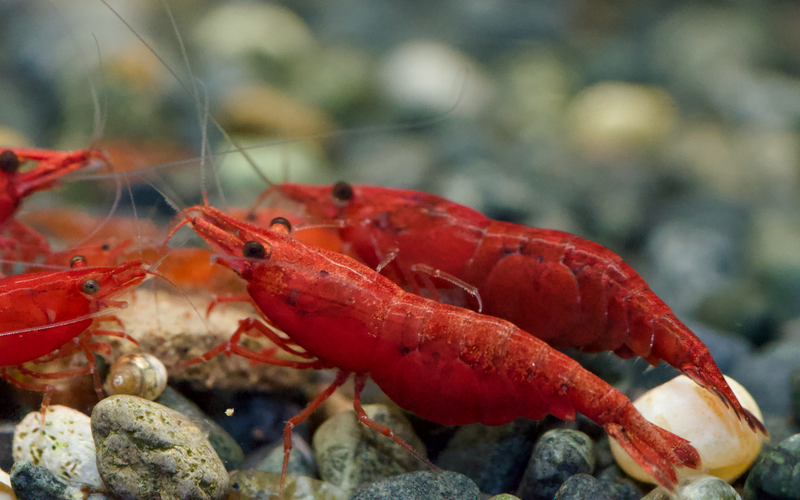 Neocaridina Bloody Mary High Grade aus deutscher Nachzucht – Garnelen-Pott.de Essen