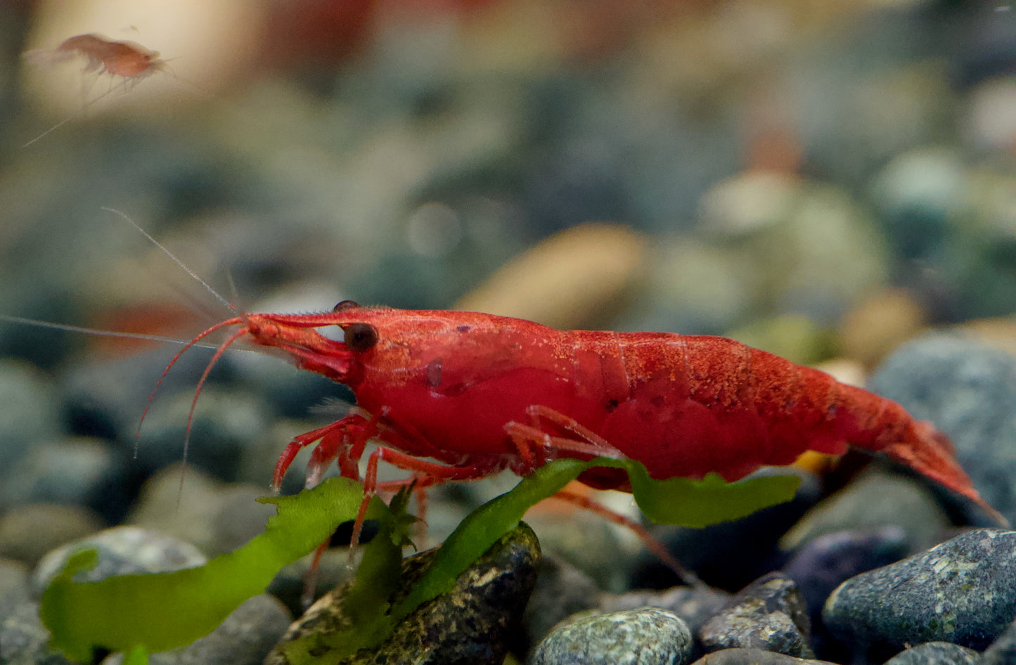 Neocaridina Bloody Mary High Grade Einzeltier auf hellem Kies – deutsche Nachzucht von Garnelen-Pott.de Essen
