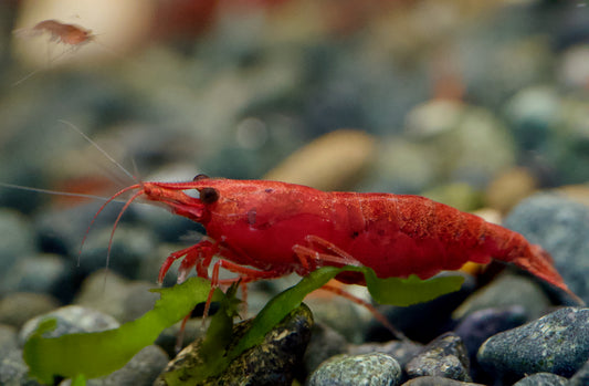 Neocaridina Bloody Mary High Grade Einzeltier auf hellem Kies – deutsche Nachzucht von Garnelen-Pott.de Essen