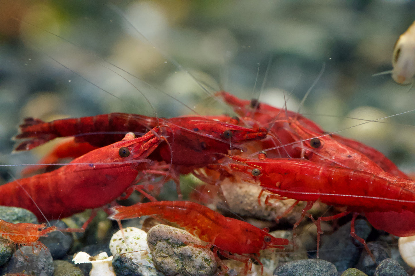 Neocaridina Bloody Mary High Grade Gruppe im Aquarium – deutsche Nachzucht von Garnelen-Pott.de Essen