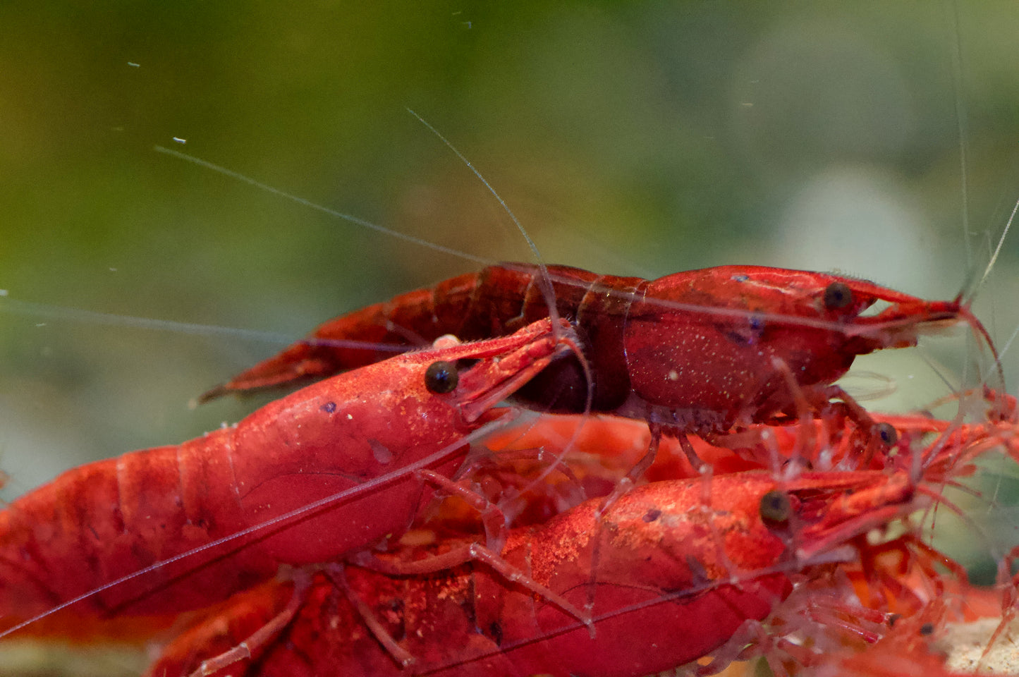 Neocaridina Bloody Mary High Grade Nahaufnahme mehrerer Tiere – deutsche Nachzucht von Garnelen-Pott.de Essen