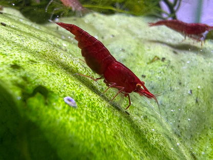 Neocaridina Bloody Mary OE Garnele aus deutscher Nachzucht, tiefrot mit orangen Augen – Garnelen-Pott.de Essen