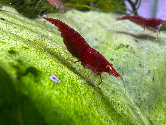 Neocaridina Bloody Mary OE Garnele aus deutscher Nachzucht, tiefrot mit orangen Augen – Garnelen-Pott.de Essen