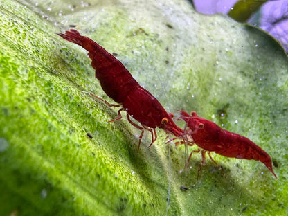 Zwei Neocaridina Bloody Mary OE Garnelen aus deutscher Nachzucht – Garnelen-Pott.de Essen