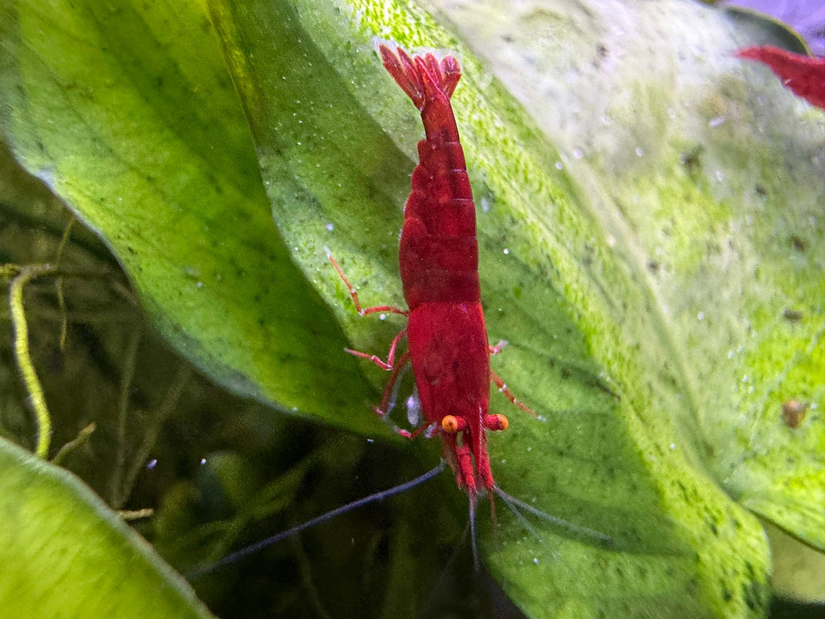 Neocaridina Bloody Mary OE Garnele aus deutscher Nachzucht, Orange Eyes von oben – Garnelen-Pott.de Essen