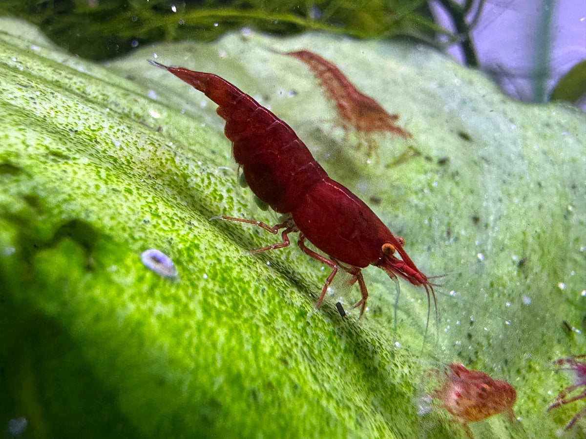 Neocaridina Bloody Mary OE Weibchen mit Eiern aus deutscher Nachzucht – Garnelen-Pott.de Essen