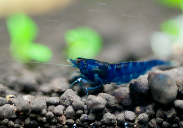 Neocaridina Blue Dream aus deutscher Nachzucht – Garnelen-Pott.de Essen