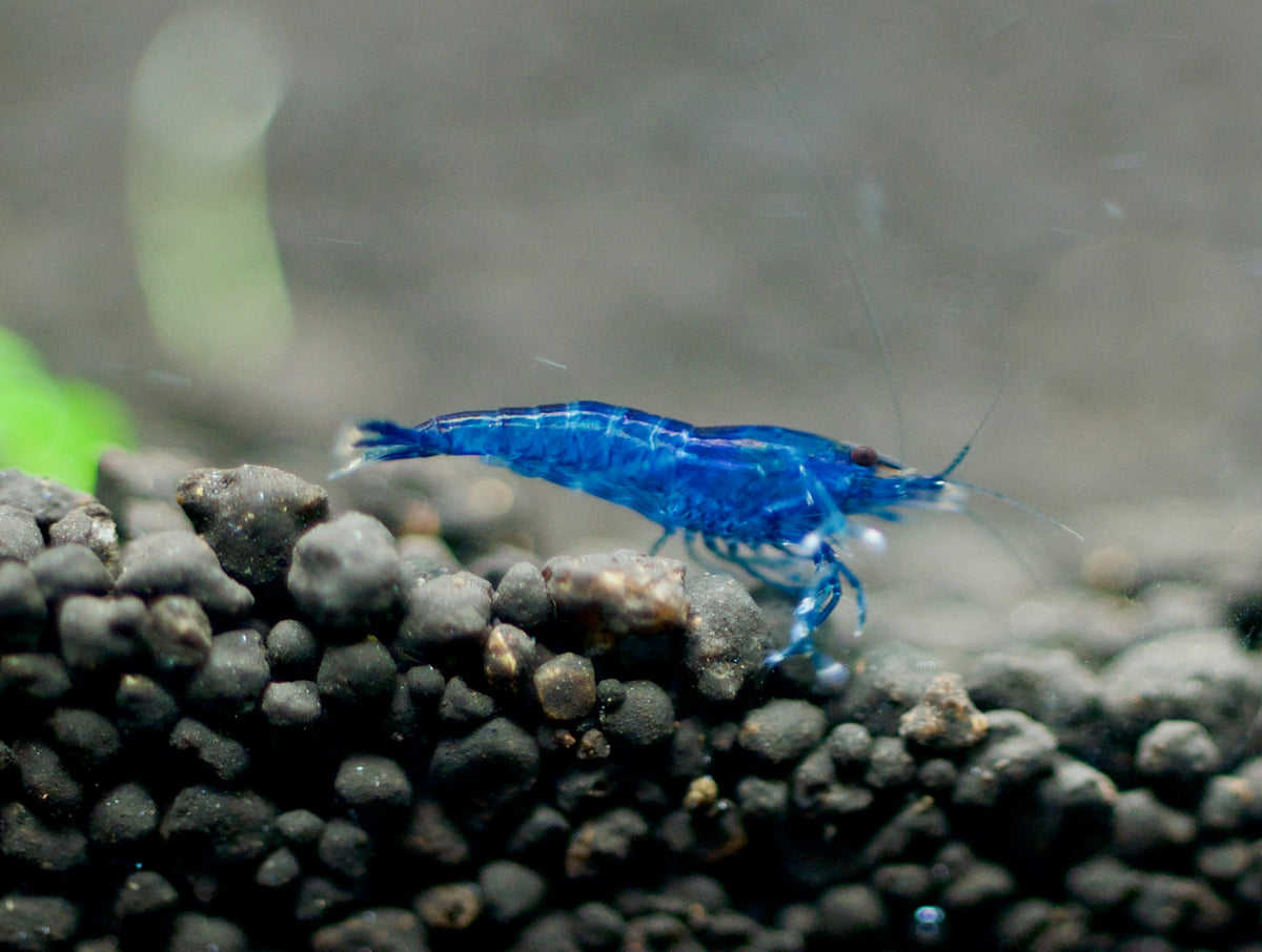 Neocaridina Blue Dream auf dunklem Soil – deutsche Nachzucht von Garnelen-Pott.de Essen