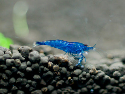 Neocaridina Blue Dream auf dunklem Soil – deutsche Nachzucht von Garnelen-Pott.de Essen