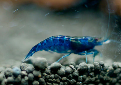 Neocaridina Blue Dream Seitenansicht im Aquarium – deutsche Nachzucht von Garnelen-Pott.de Essen