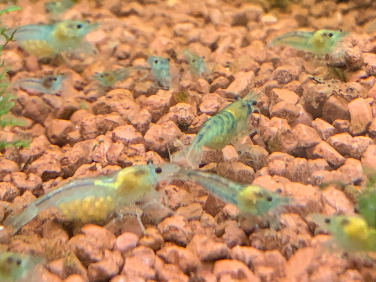 Neocaridina Blue Jelly aus deutscher Nachzucht – Garnelen-Pott.de Essen