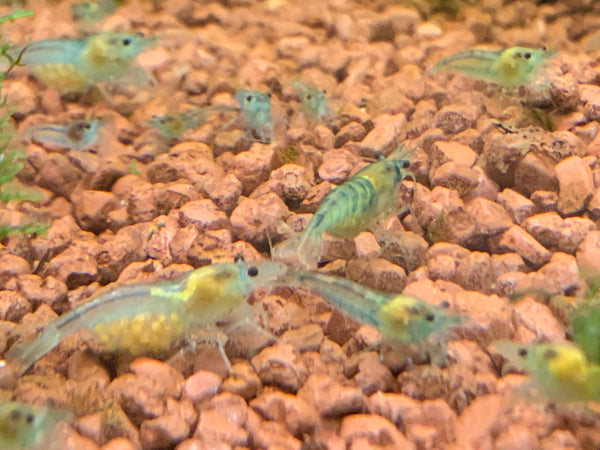 Neocaridina Blue Jelly aus deutscher Nachzucht – Garnelen-Pott.de Essen