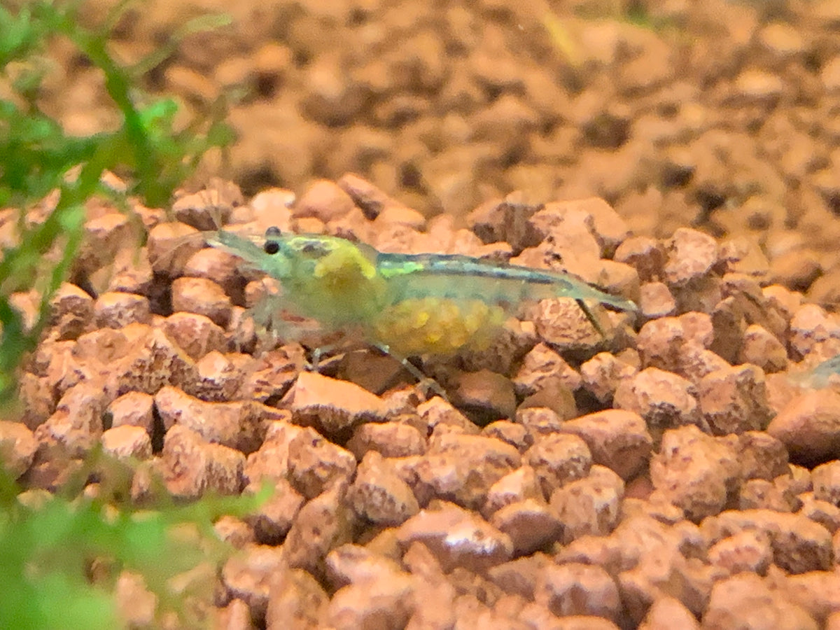 Neocaridina Blue Jelly Einzeltier auf Soil – deutsche Nachzucht von Garnelen-Pott.de Essen