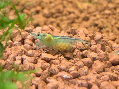 Neocaridina Blue Jelly Einzeltier auf Soil – deutsche Nachzucht von Garnelen-Pott.de Essen