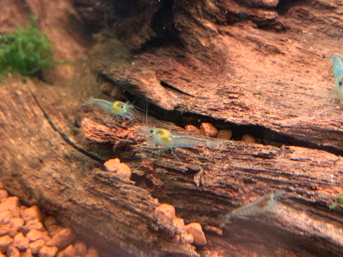 Neocaridina Blue Jelly an einer Wurzel – deutsche Nachzucht von Garnelen-Pott.de Essen