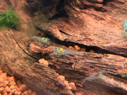 Neocaridina Blue Jelly an einer Wurzel – deutsche Nachzucht von Garnelen-Pott.de Essen