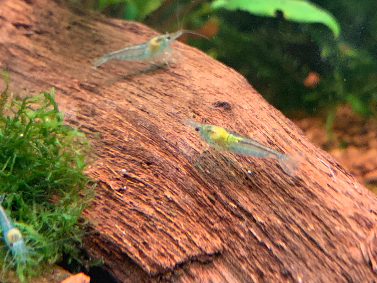 Neocaridina Blue Jelly auf Wurzel im bepflanzten Becken – deutsche Nachzucht von Garnelen-Pott.de Essen