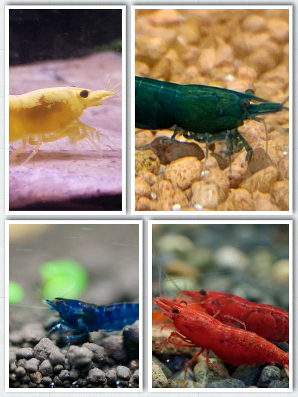 Neocaridina Bunter Garnelenmix aus deutscher Nachzucht – Garnelen-Pott.de Essen