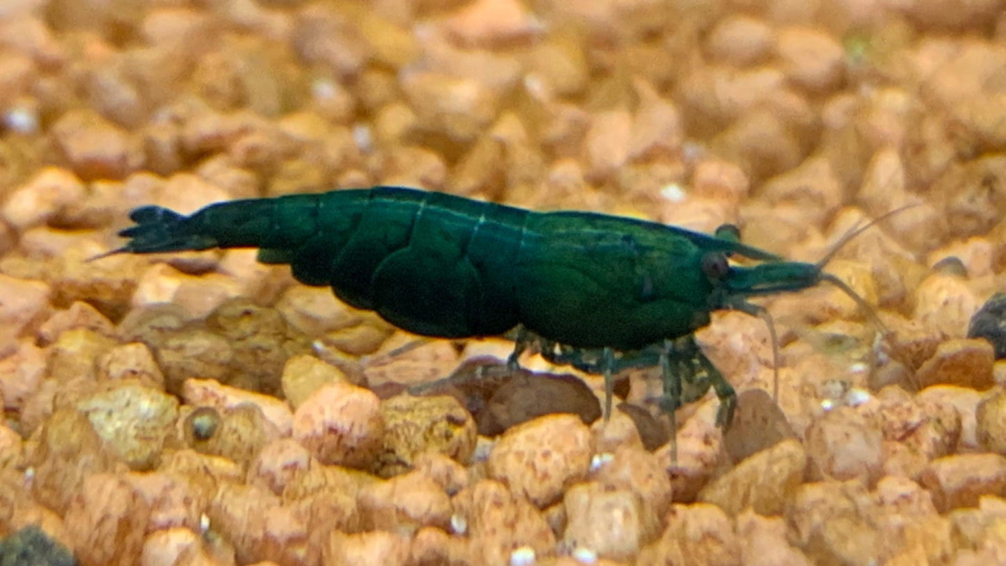 Neocaridina Bunter Garnelenmix grünes Tier auf hellem Kies – deutsche Nachzucht von Garnelen-Pott.de Essen