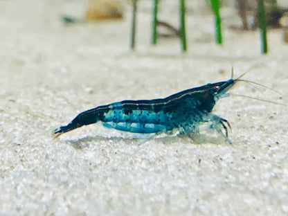Neocaridina Bunter Garnelenmix blaues Tier auf hellem Sand – deutsche Nachzucht von Garnelen-Pott.de Essen