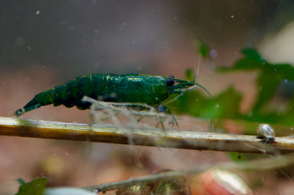 Neocaridina Dark Green Jade aus deutscher Nachzucht – Garnelen-Pott.de Essen
