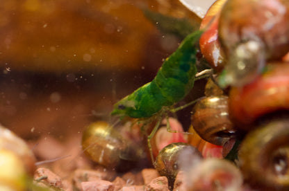 Neocaridina Dark Green Jade Gruppe mit Schnecken auf Kies – deutsche Nachzucht von Garnelen-Pott.de Essen