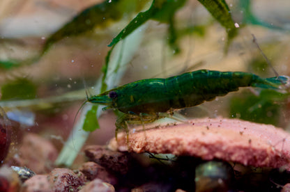 Neocaridina Dark Green Jade beim Fressen im Aquarium – deutsche Nachzucht von Garnelen-Pott.de Essen