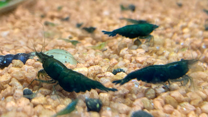 Neocaridina Dark Green Jade Nahaufnahme im Aquarium – deutsche Nachzucht von Garnelen-Pott.de Essen
