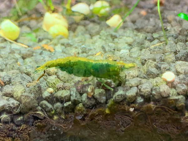 Neocaridina Green Jade aus deutscher Nachzucht – Garnelen-Pott.de Essen