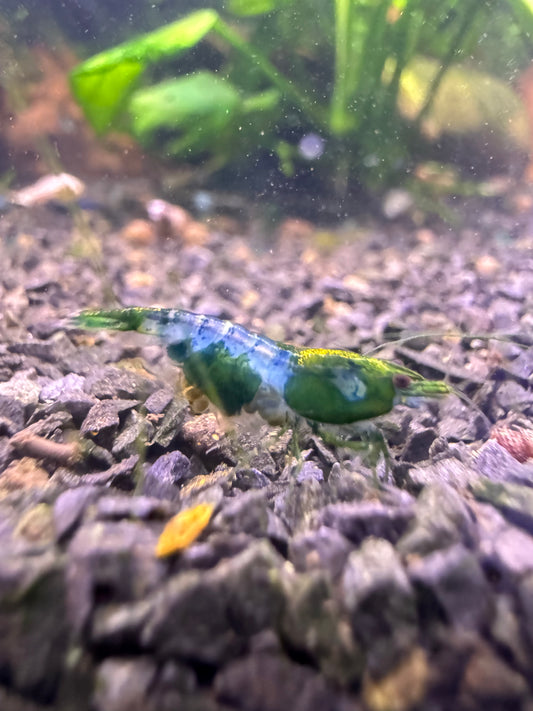 Neocaridina Green Rilli aus deutscher Nachzucht – Garnelen-Pott.de Essen