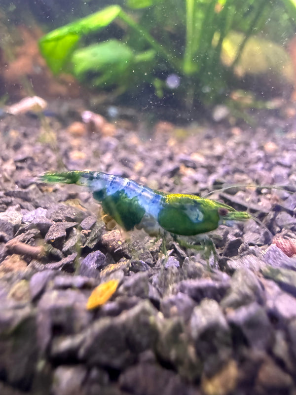 Neocaridina Green Rilli aus deutscher Nachzucht – Garnelen-Pott.de Essen