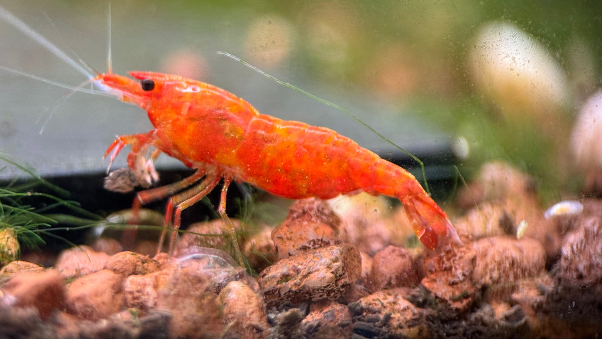 Neocaridina Orange Sakura aus deutscher Nachzucht – Garnelen-Pott.de Essen