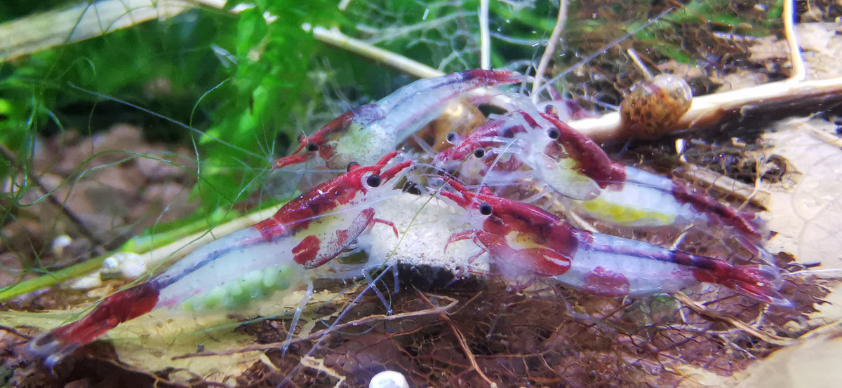 Neocaridina Red Blue Rilli aus deutscher Nachzucht – Garnelen-Pott.de Essen
