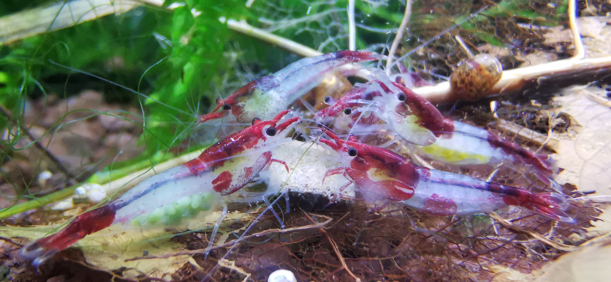Neocaridina Red Blue Rilli aus deutscher Nachzucht – Garnelen-Pott.de Essen