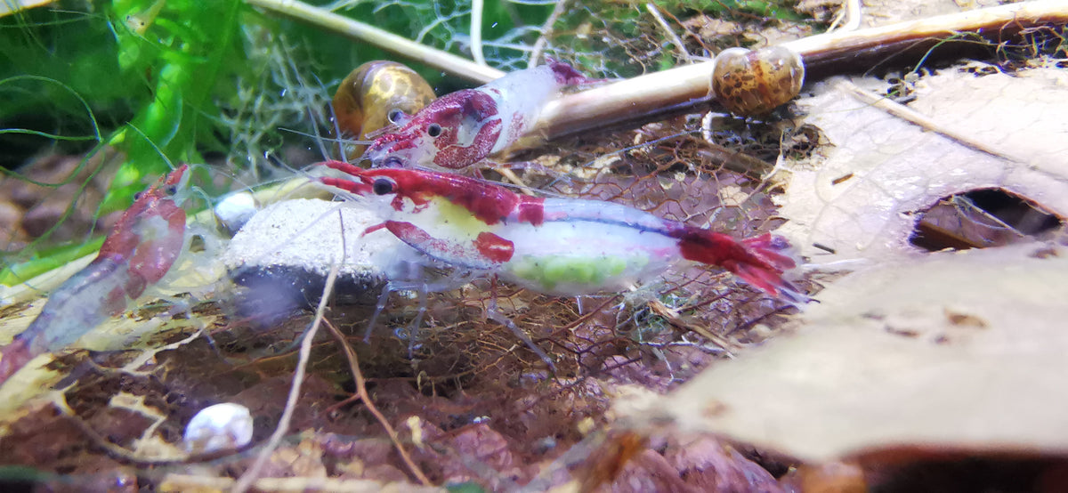 Neocaridina Red Blue Rilli Gruppe an einem Blatt – deutsche Nachzucht von Garnelen-Pott.de Essen